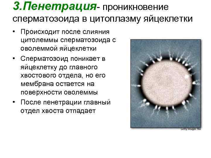 3. Пенетрация- проникновение сперматозоида в цитоплазму яйцеклетки • Происходит после слияния цитолеммы сперматозоида с