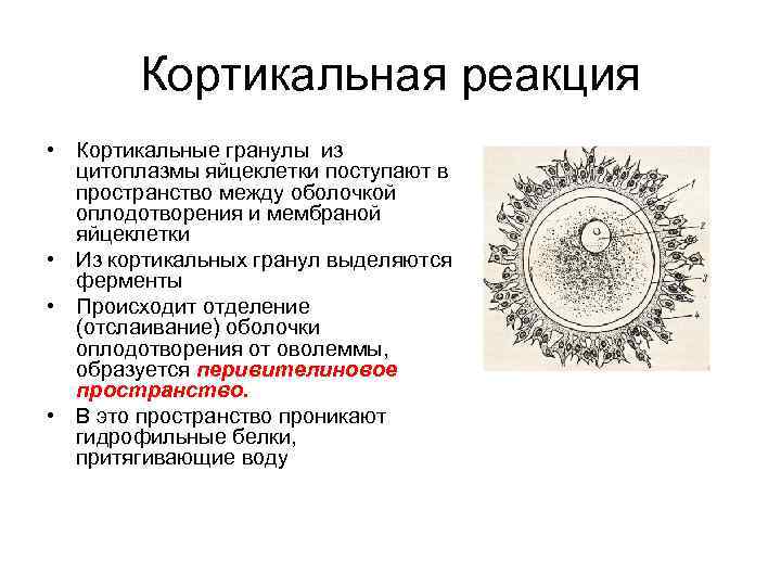 Кортикальная реакция • Кортикальные гранулы из цитоплазмы яйцеклетки поступают в пространство между оболочкой оплодотворения