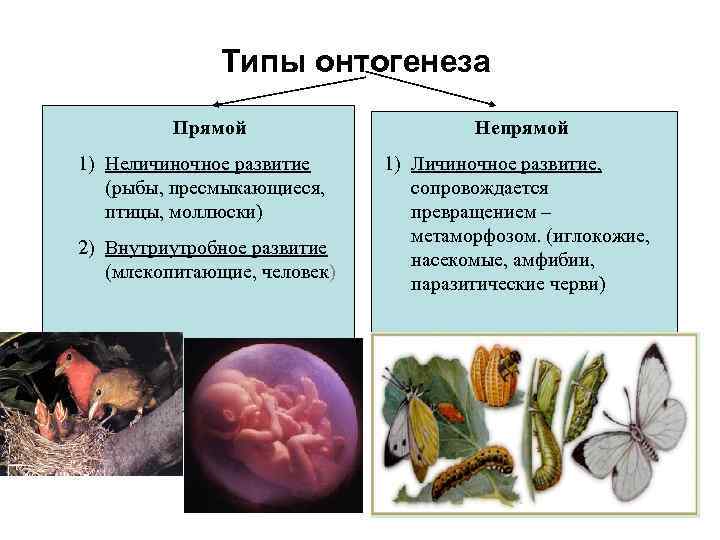 Схема сравнения прямого и непрямого развития организма