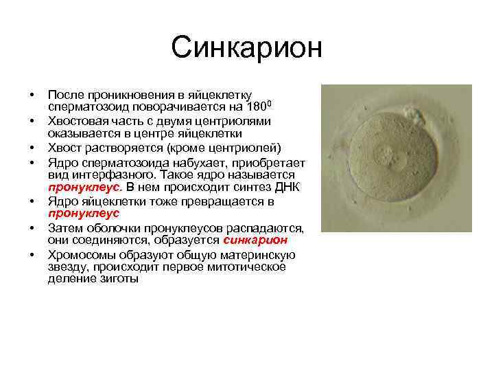 Синкарион • • После проникновения в яйцеклетку сперматозоид поворачивается на 1800 Хвостовая часть с