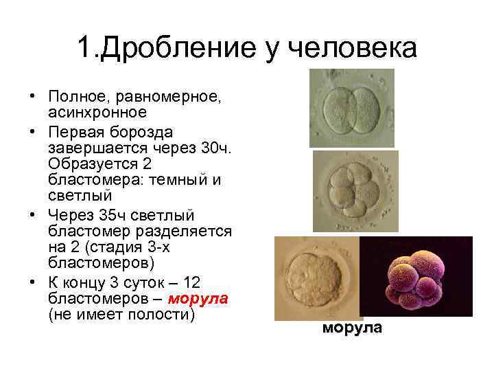1. Дробление у человека • Полное, равномерное, асинхронное • Первая борозда завершается через 30