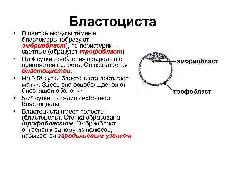 Трофобласт это. Морула трофобласт. Бластоциста человека гистология. Бластоциста человека строение. Строение бластоцисты.