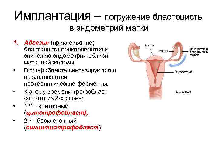 Схема овуляции оплодотворения дробления имплантации