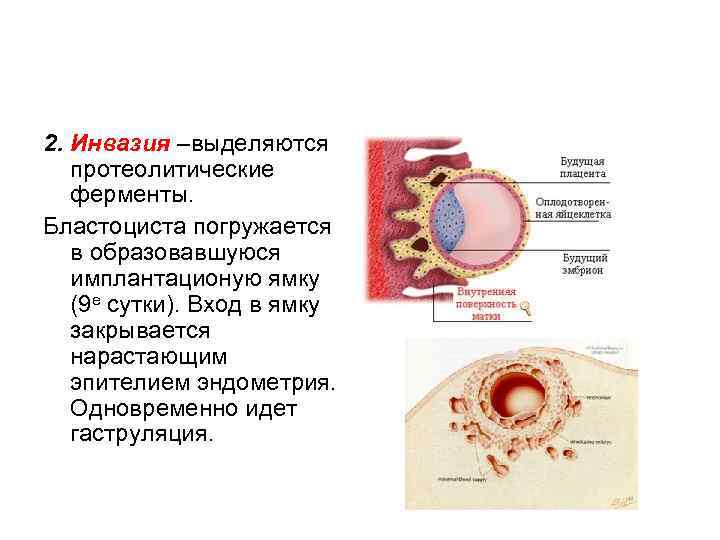 Схема сравнения прямого и непрямого развития организма