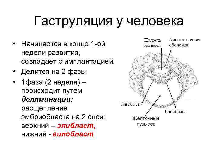 Гаструляция у человека • Начинается в конце 1 -ой недели развития, совпадает с имплантацией.