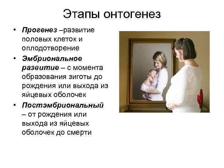 Этапы онтогенез • Прогенез –развитие половых клеток и оплодотворение • Эмбриональное развитие – с