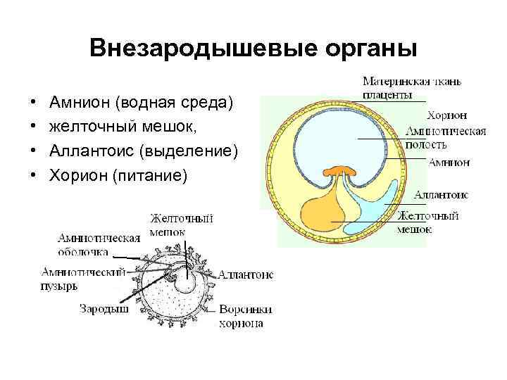 Каким номером на рисунке обозначена внезародышевая запасающая ткань