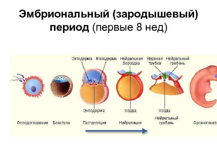 По рисунку определите типы онтогенеза организмов