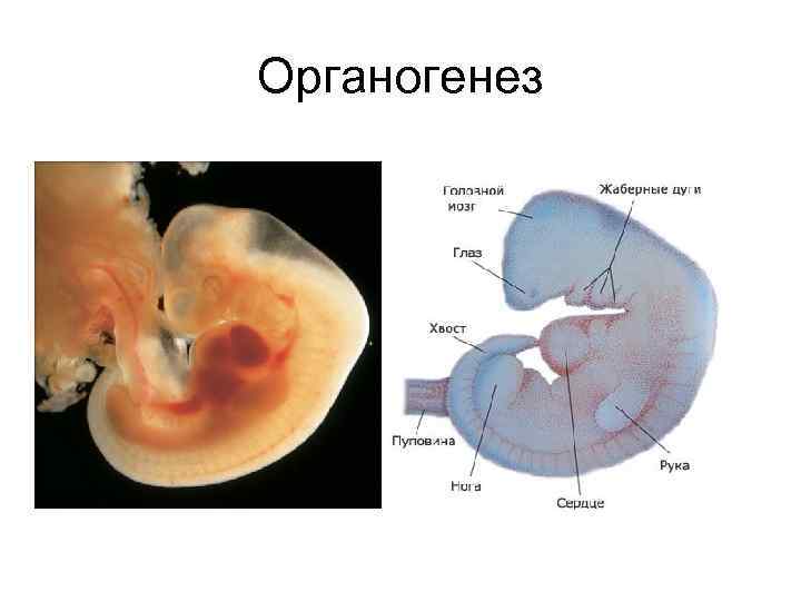 Органогенез это. Органогенез. Органогенез человека. Закладка и формирование органов органогенез. Формирование зародыша происходит в гистогенезе онтогенезе.