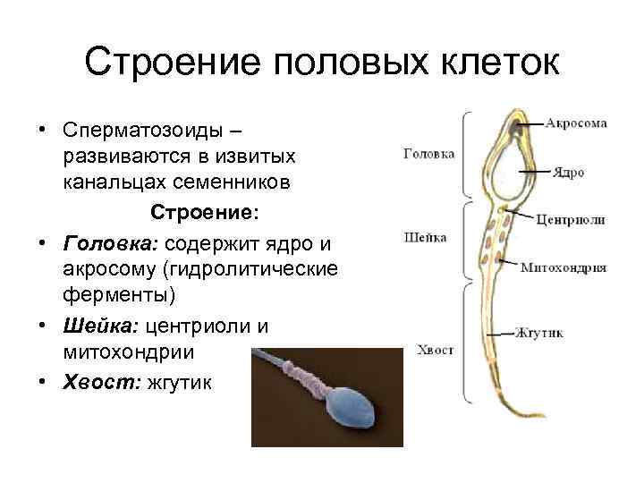 Строение полового