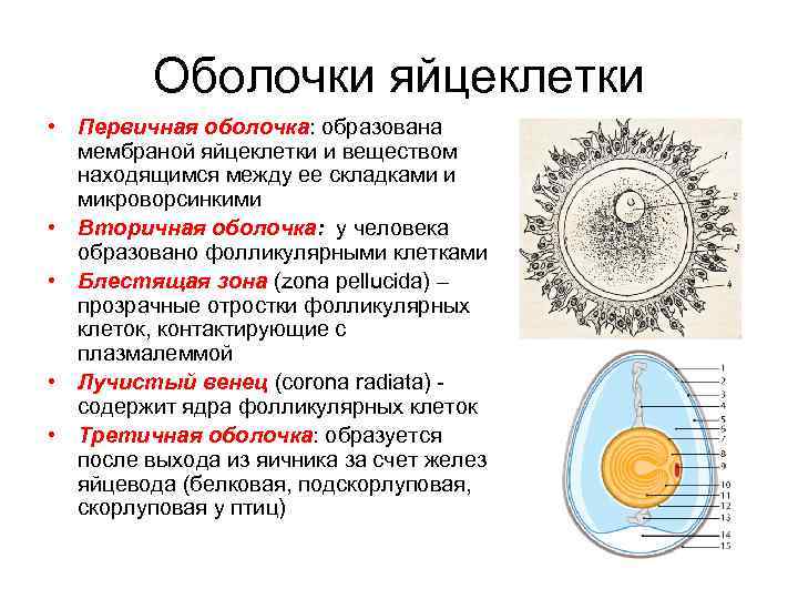 Информационная емкость человеческой яйцеклетки приблизительно равна 2 33 битам сколько дисков