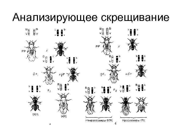 Анализирующее скрещивание 