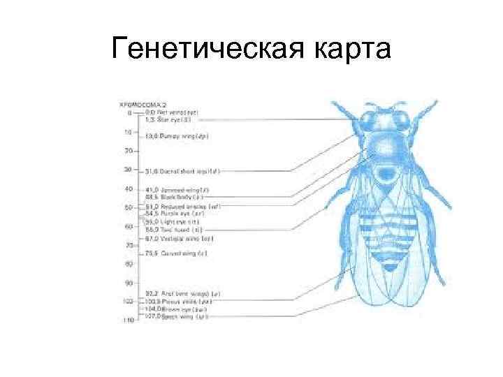 Генетическая карта 