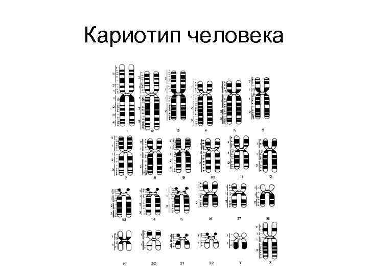 Кариотип человека 