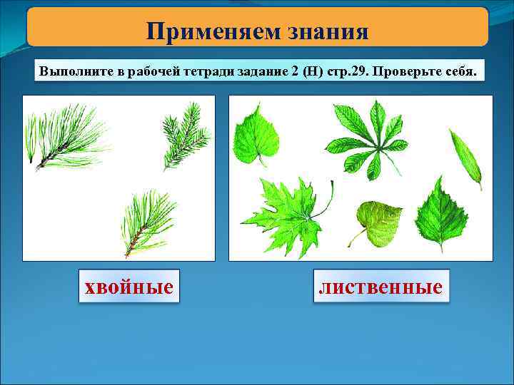 Применяем знания Выполните в рабочей тетради задание 2 (Н) стр. 29. Проверьте себя. хвойные