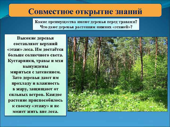 Совместное открытие знаний Какие преимущества имеют деревья перед травами? Что дают деревья растениям нижних