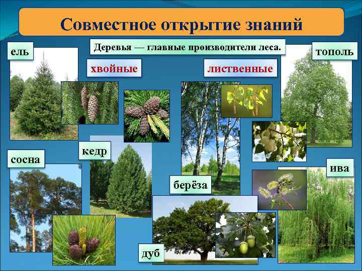 Деревья россии фото и название для детей