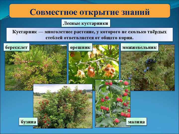 Совместное открытие знаний Лесные кустарники Кустарник — многолетнее растение, у которого не сколько твёрдых