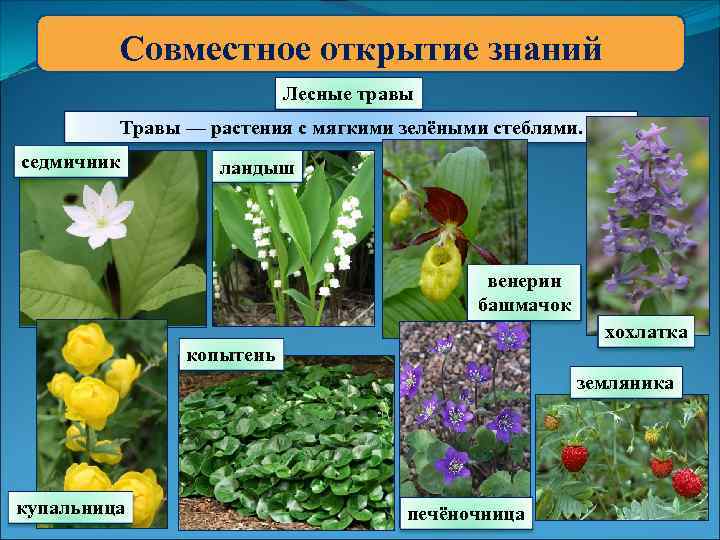 Совместное открытие знаний Лесные травы Травы — растения с мягкими зелёными стеблями. седмичник ландыш