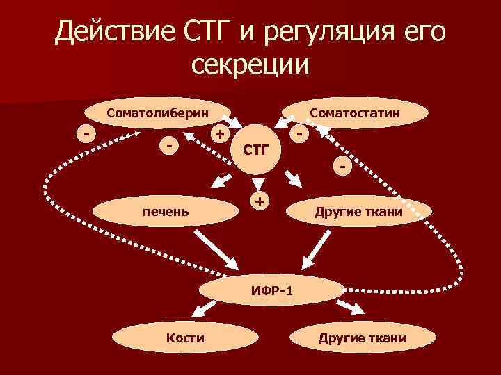 Действие СТГ и регуляция его секреции Соматолиберин - - печень Соматостатин + СТГ +