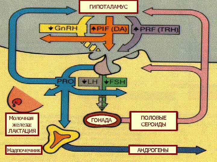 ГИПОТАЛАМУС Нормальная физиология Молочная железа: ЛАКТАЦИЯ Надпочечник ГОНАДА ПОЛОВЫЕ СЕРОИДЫ АНДРОГЕНЫ 