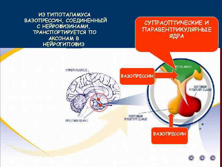 ИЗ ГИПОТАЛАМУСА ВАЗОПРЕССИН, СОЕДИНЕННЫЙ С НЕЙРОФИЗИНАМИ, ТРАНСПОРТИРУЕТСЯ ПО АКСОНАМ В НЕЙРОГИПОФИЗ СУПРАОПТИЧЕСКИЕ И ПАРАВЕНТРИКУЛЯРНЫЕ