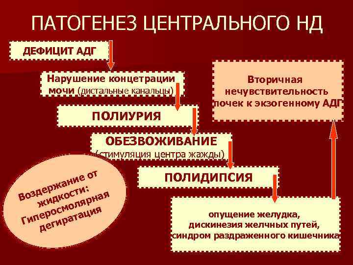 ПАТОГЕНЕЗ ЦЕНТРАЛЬНОГО НД ДЕФИЦИТ АДГ Нарушение концетрации мочи (дистальные канальцы) Вторичная нечувствительность почек к