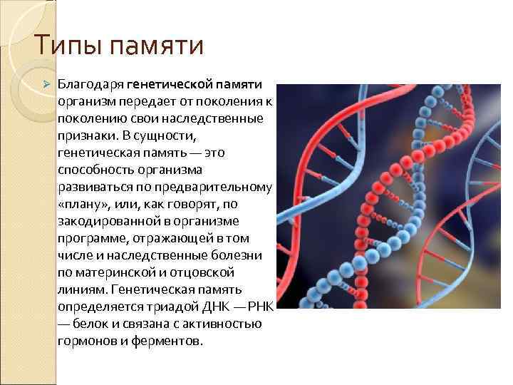 Типы памяти Ø Благодаря генетической памяти организм передает от поколения к поколению свои наследственные