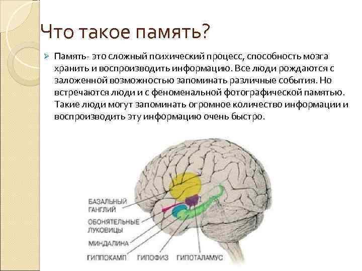 Что такое память? Ø Память- это сложный психический процесс, способность мозга хранить и воспроизводить