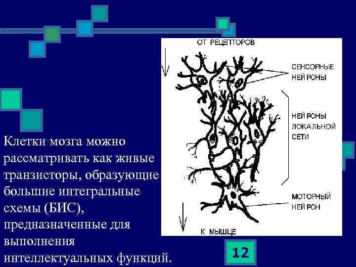 Клетки мозга можно рассматривать как живые транзисторы, образующие большие интегральные схемы (БИС), предназначенные для