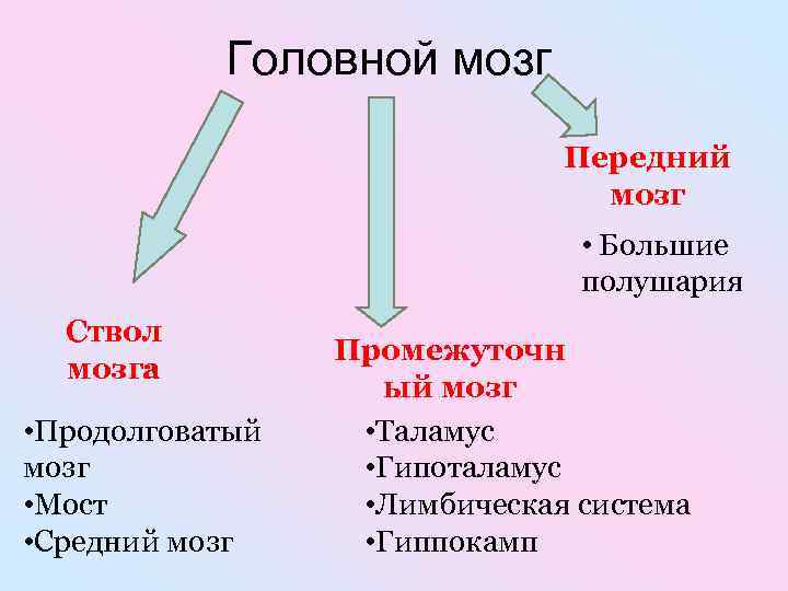 Головной мозг Передний мозг • Большие полушария Ствол мозга • Продолговатый мозг • Мост