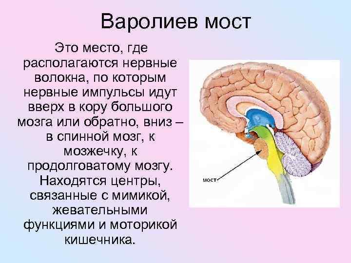 Варолиев мост Это место, где располагаются нервные волокна, по которым нервные импульсы идут вверх