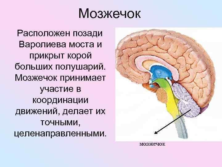 Мозжечок Расположен позади Варолиева моста и прикрыт корой больших полушарий. Мозжечок принимает участие в