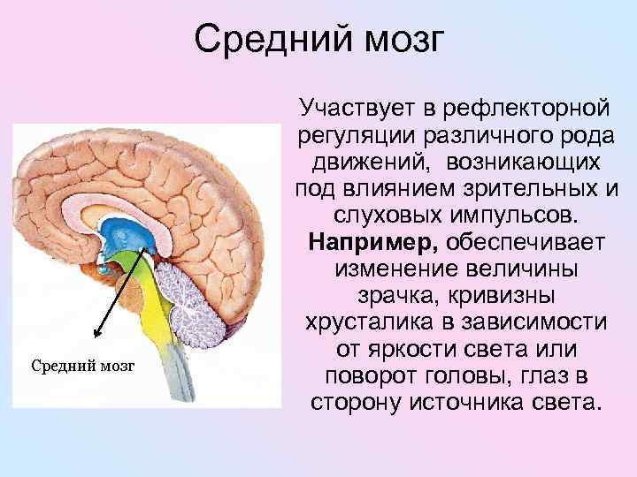 Средний мозг Участвует в рефлекторной регуляции различного рода движений, возникающих под влиянием зрительных и