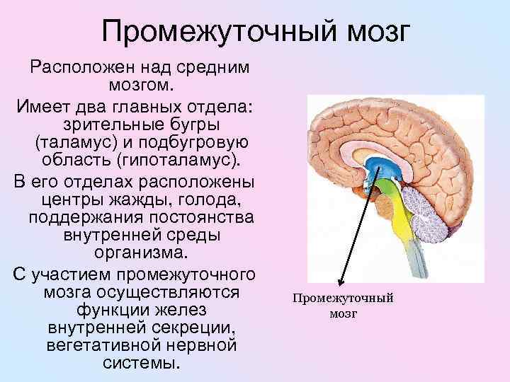Промежуточный мозг Расположен над средним мозгом. Имеет два главных отдела: зрительные бугры (таламус) и