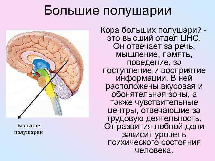Большие полушарии Кора больших полушарий - Большие полушарии это высший отдел ЦНС. Он отвечает