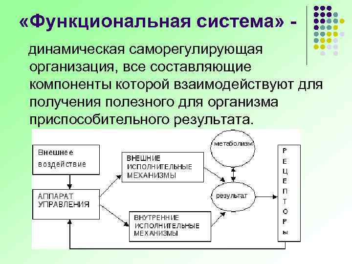  «Функциональная система» - динамическая саморегулирующая организация, все составляющие компоненты которой взаимодействуют для получения