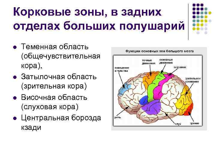 Корковые зоны, в задних отделах больших полушарий l l Теменная область (общечувствительная кора), Затылочная