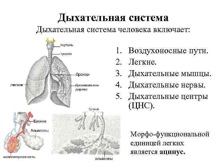 Единица легкого