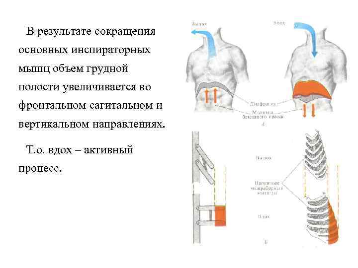 Какое значение имеет герметичность стенок грудной полости в механизме вдоха