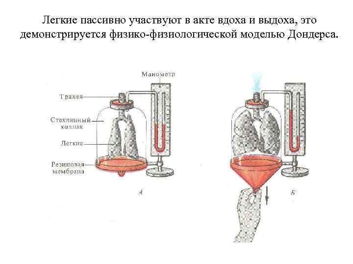 Легкие пассивно участвуют в акте вдоха и выдоха, это демонстрируется физико-физиологической моделью Дондерса. 