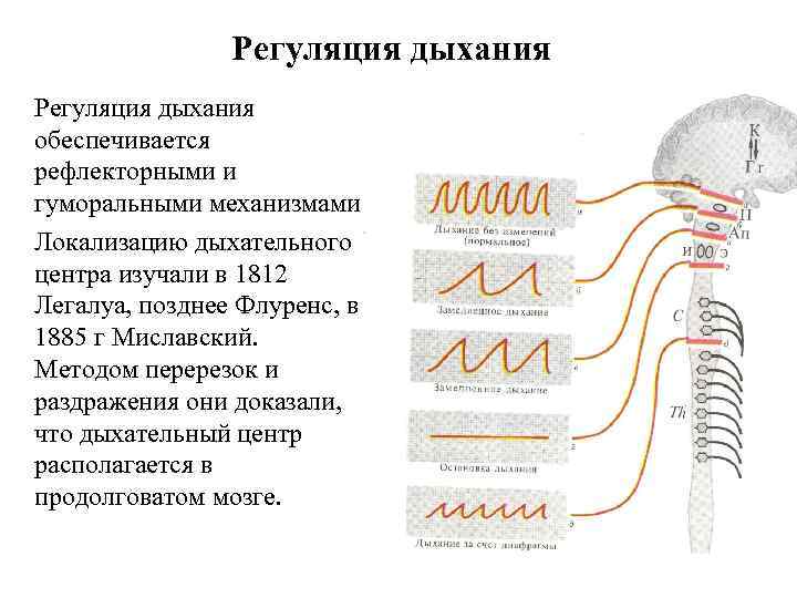 Регуляция дыхания обеспечивается рефлекторными и гуморальными механизмами. Локализацию дыхательного центра изучали в 1812 Легалуа,
