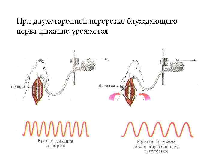 При двухсторонней перерезке блуждающего нерва дыхание урежается 