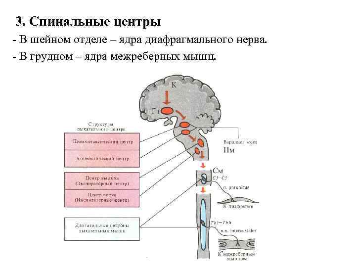 3. Спинальные центры - В шейном отделе – ядра диафрагмального нерва. - В грудном