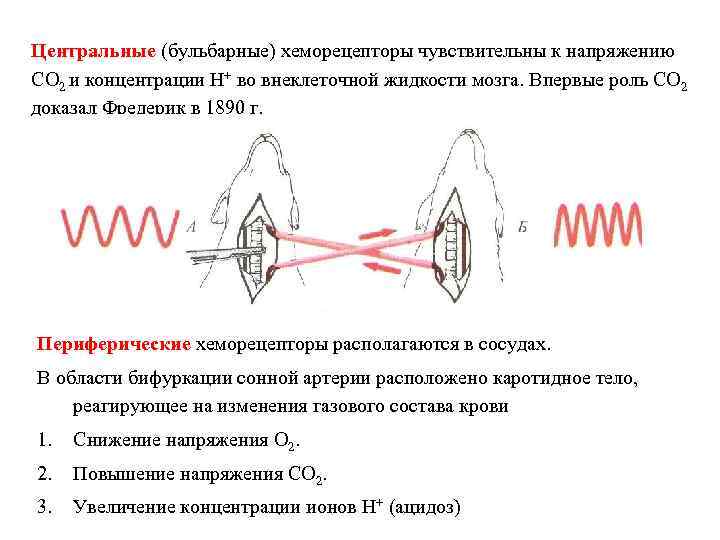 Центральные (бульбарные) хеморецепторы чувствительны к напряжению СО 2 и концентрации Н+ во внеклеточной жидкости
