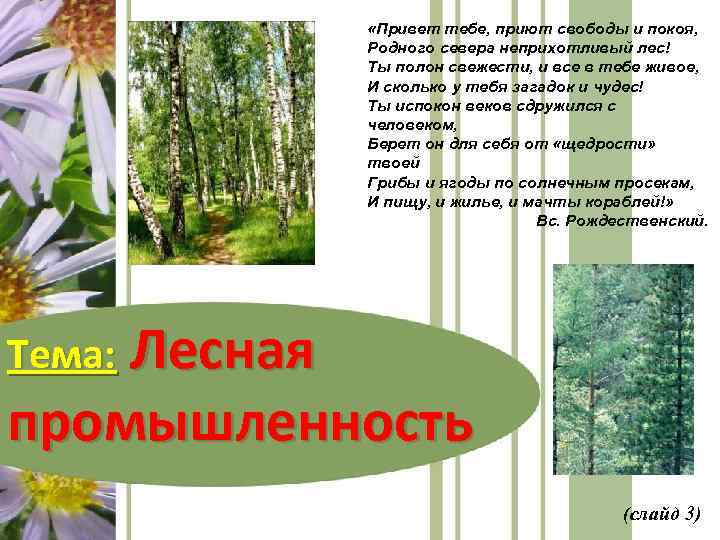  «Привет тебе, приют свободы и покоя, Родного севера неприхотливый лес! Ты полон свежести,