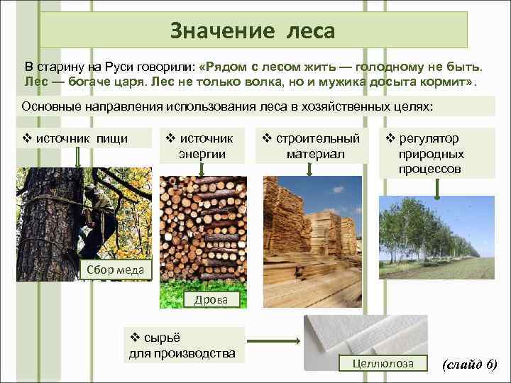 Значение леса В старину на Руси говорили: «Рядом с лесом жить — голодному не