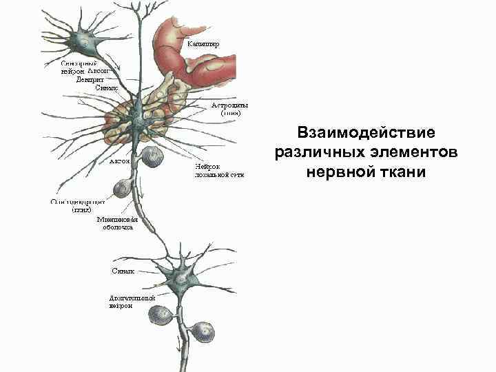 Рассмотрите изображение и выполните задание какими цифрами обозначены изображения нервной ткани