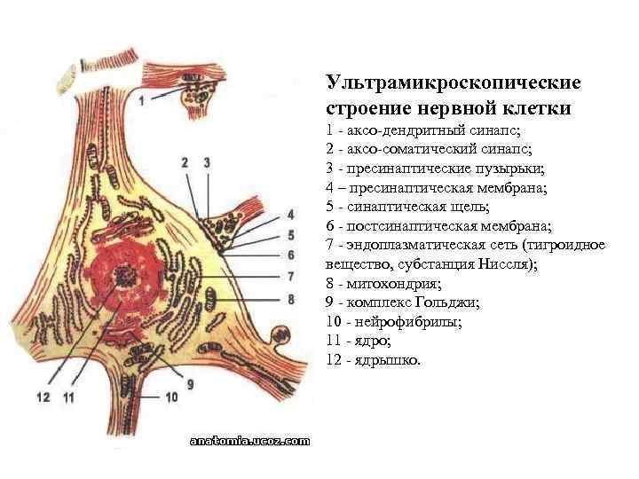 Общий план строения нервной клетки