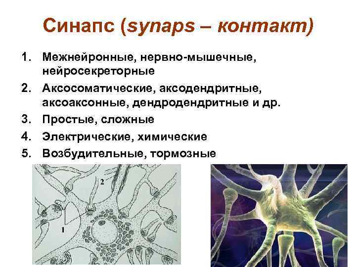 Классификация межнейронных синапсов